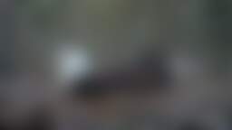 Fraser Point Bald Eagle Camera Santa Cruz Island California