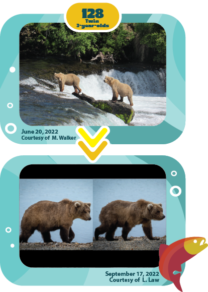 128 Grazer’s Twin Three-Year-Old Cubs