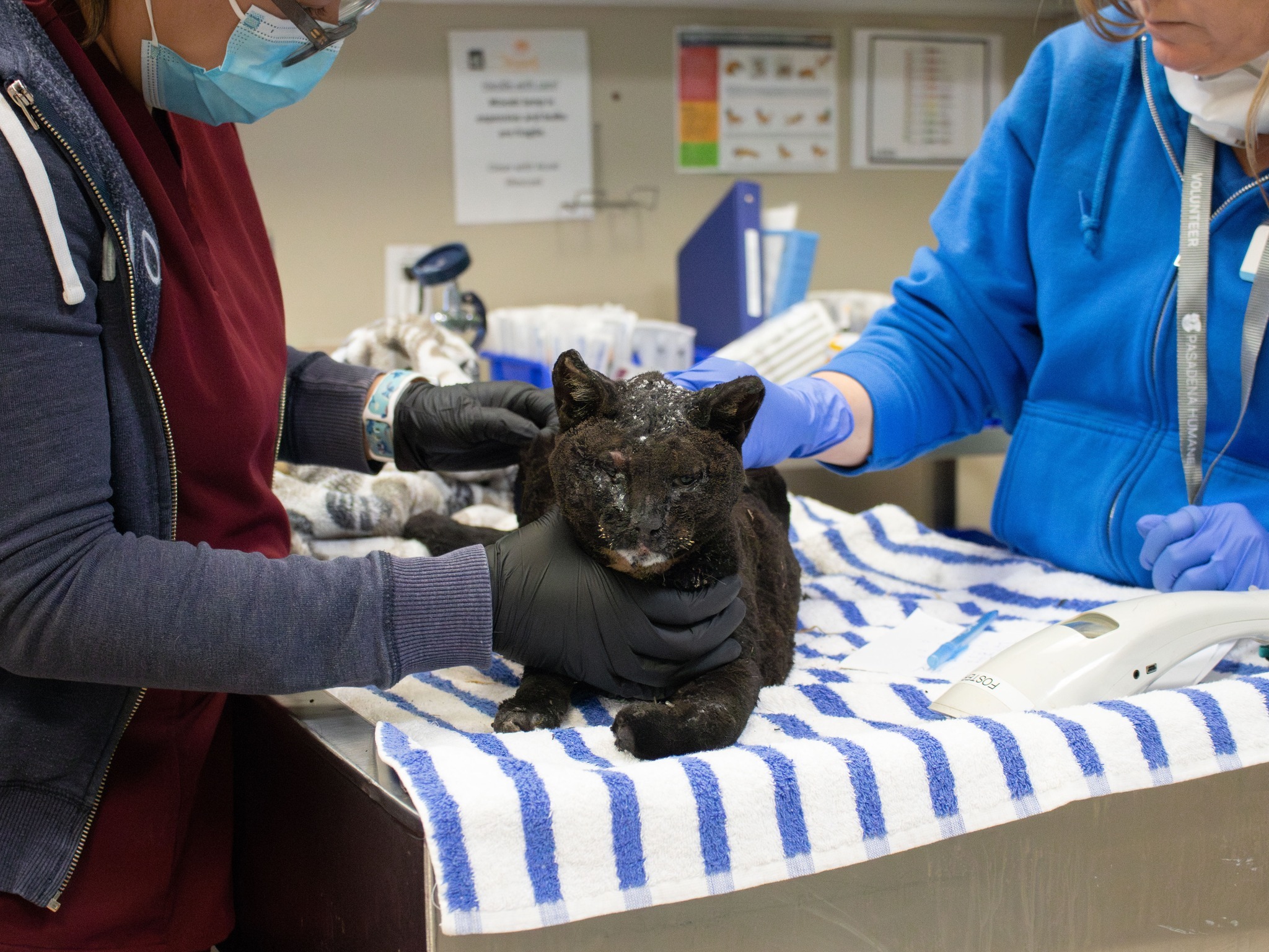 two vets treat a cat