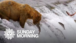 Bear fishing at Katmai