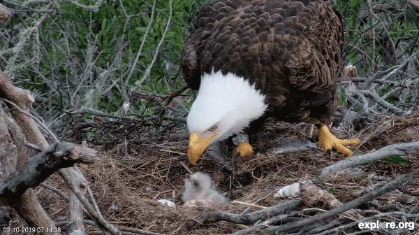 Eagle Nest