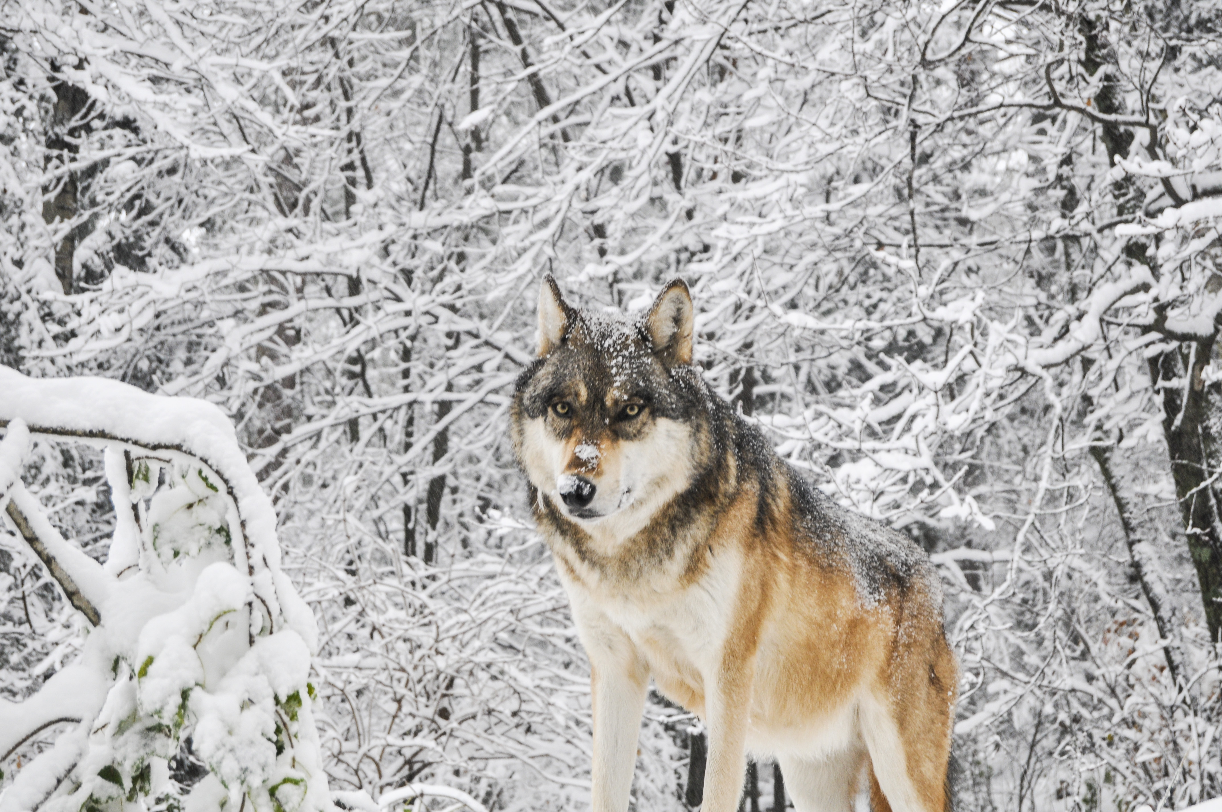 Wolf
