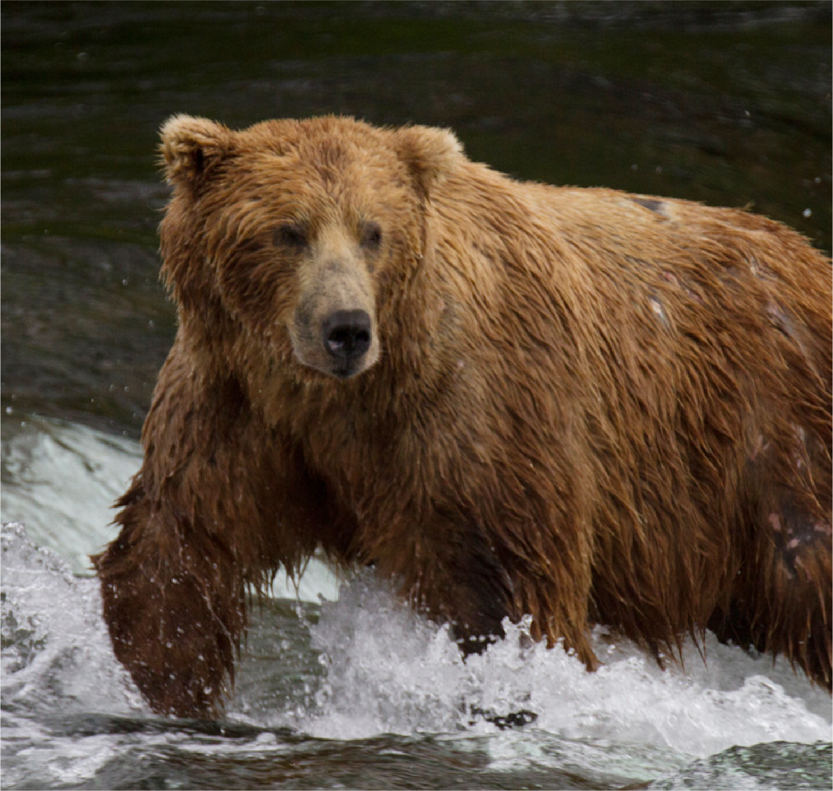 bear