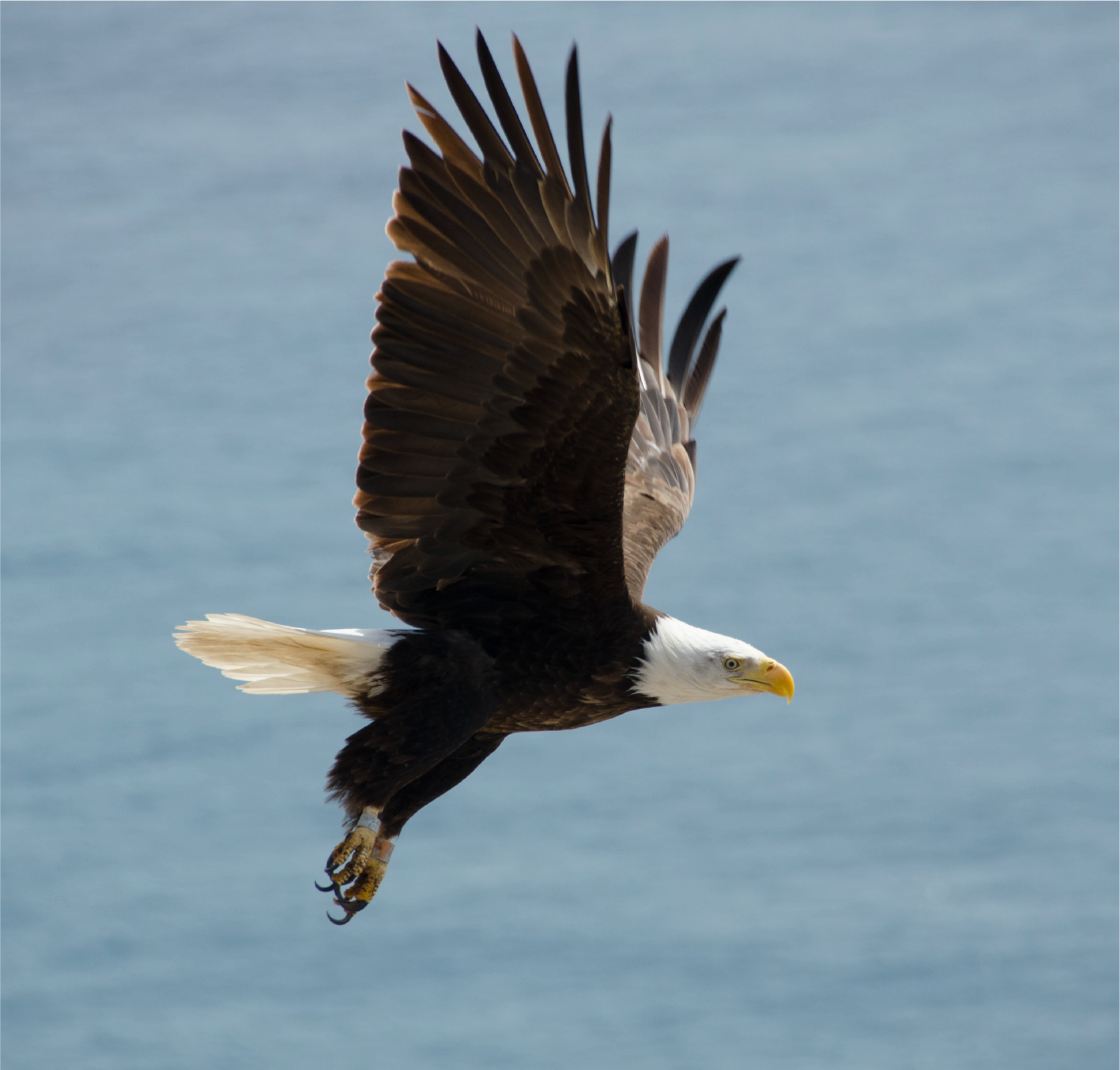 eagle