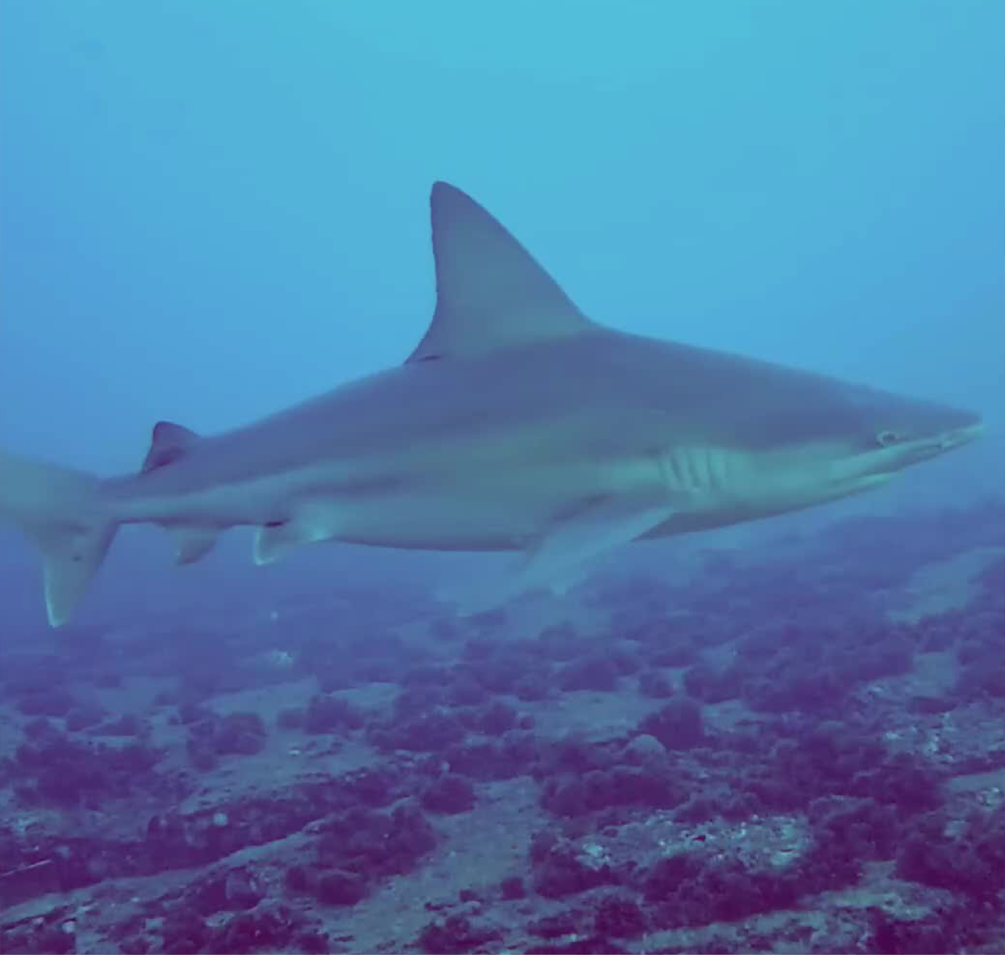 shark