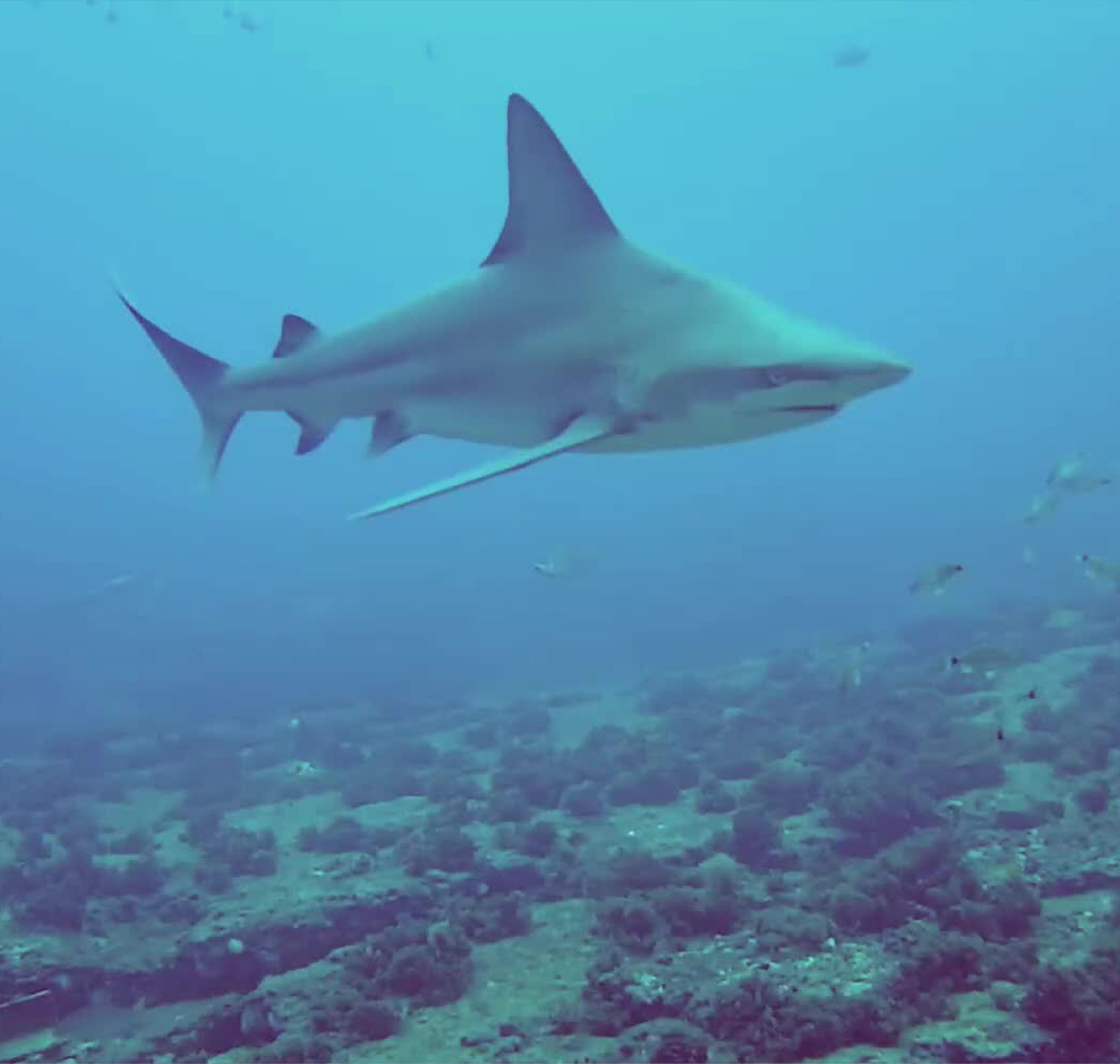 shark