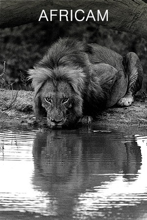 Africam
