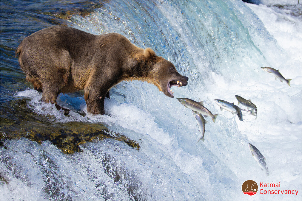 Katmai Bear
