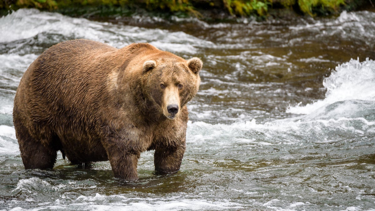 Bear in stream
