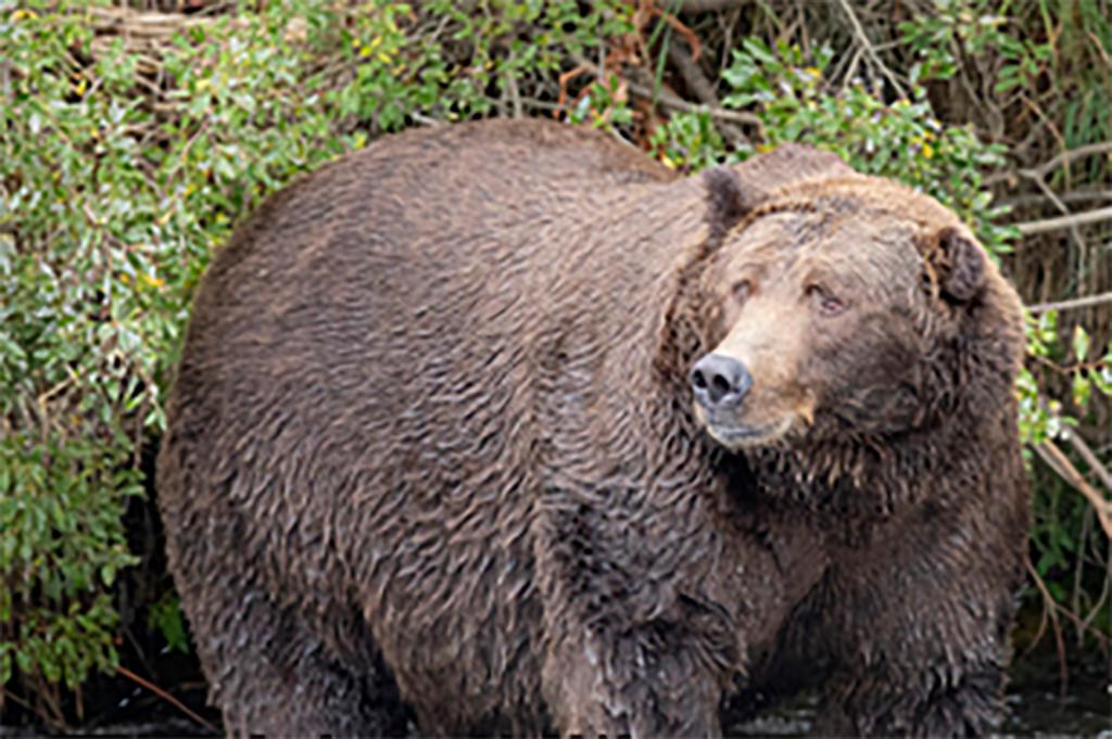 Brooks Falls bears