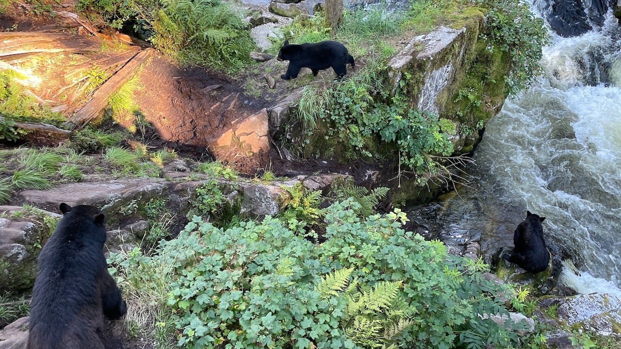 Anan Wildlife Observatory Fishing Hole 4 | Explore.org