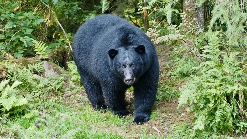 Anan Creek Fishing Hole 3 | Explore.org
