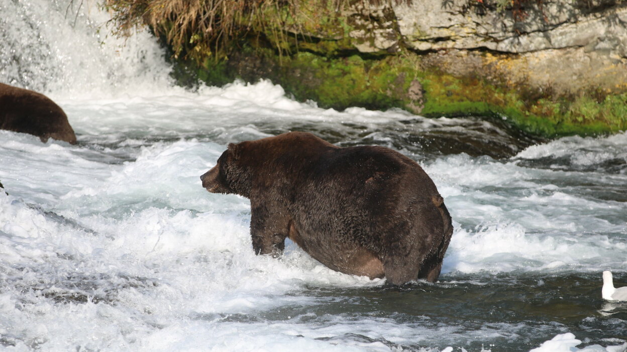 Bear in stream