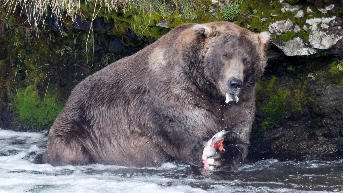 Bear enjoying salmon