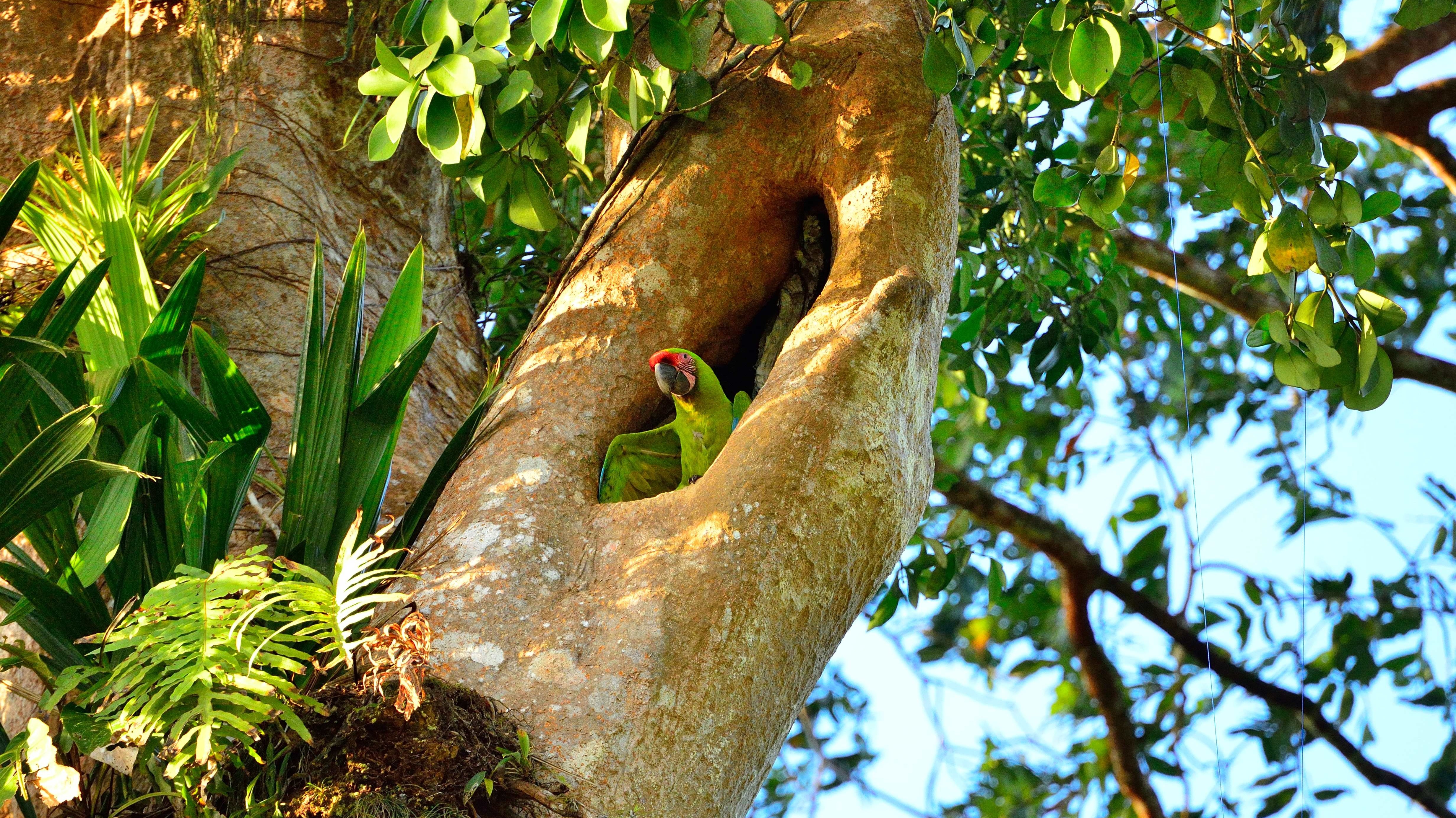 Great Green Macaw Nest - Sarapiquí Rainforest Reserve | Explore.org
