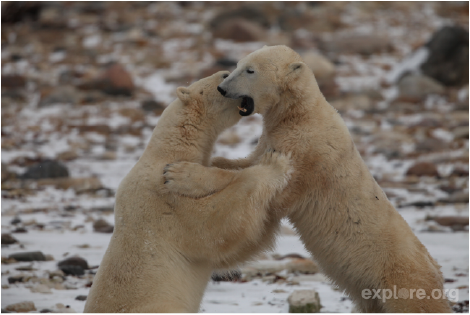 Polar Bears