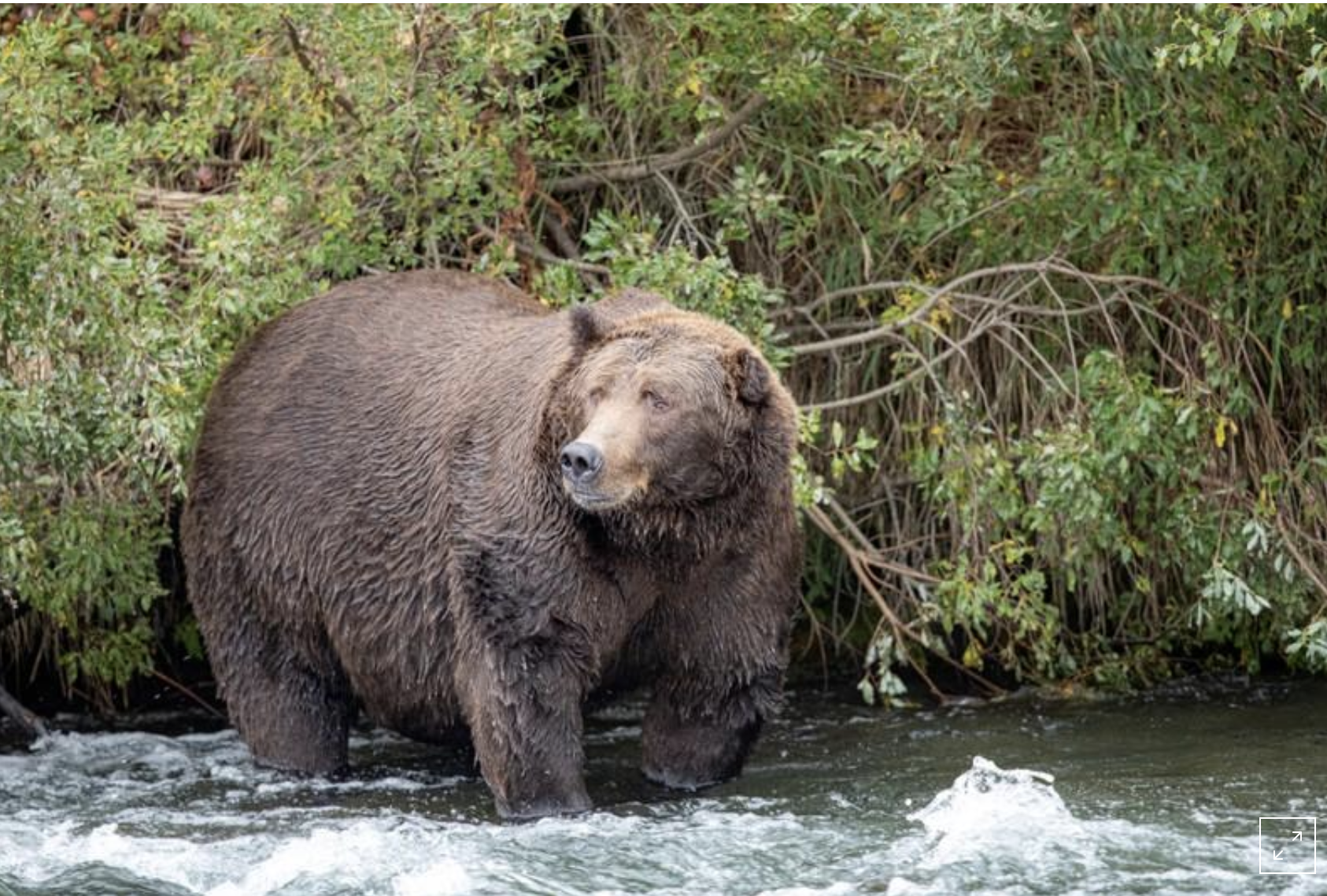 Bear in stream