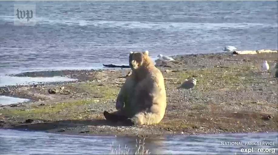 Fat bear Holly