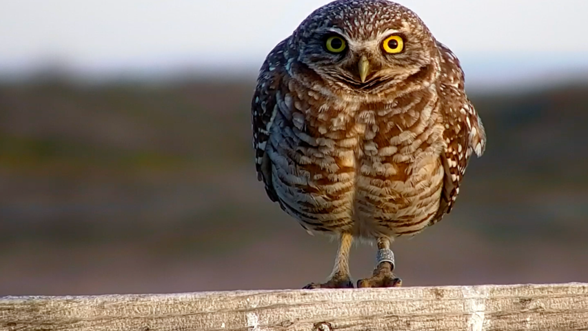 Owl Nest Cam - Live video of baby Long-Eared owls | Explore.org